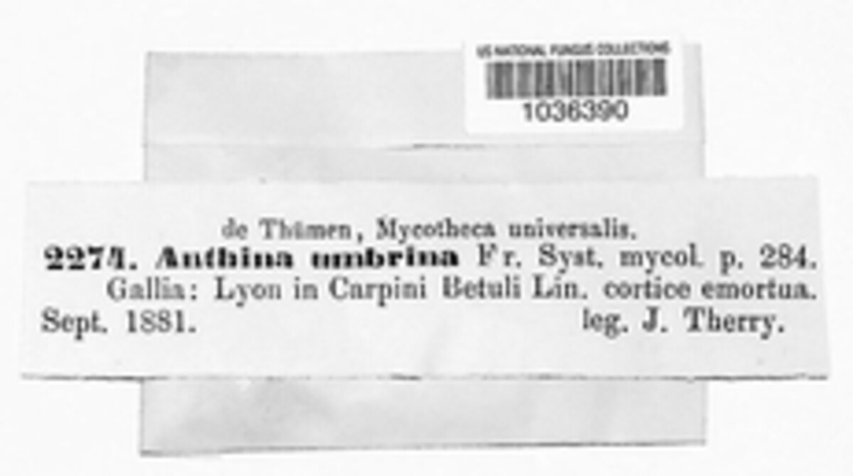 Nodulisporium umbrinum image